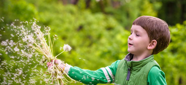 Boy playing with dandelion clocks